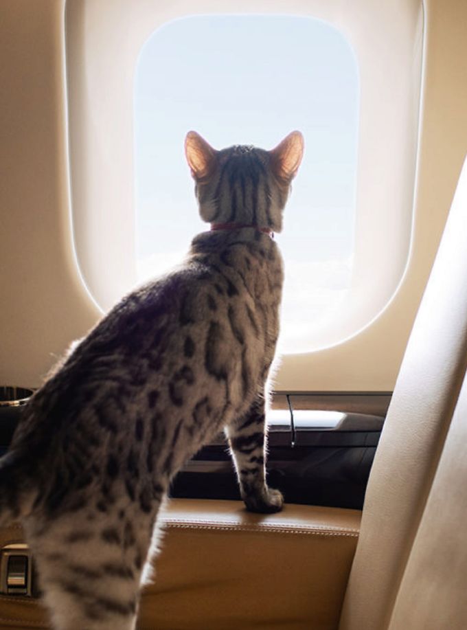 Can Pets Fly On Private Jets A Look At Private Jet Pet Travel Blog 